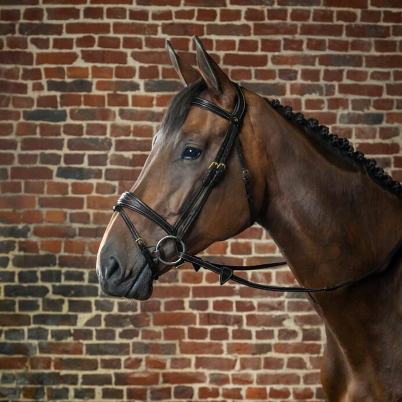 Dy'on Collection Anatomic Flash Noseband Bridle Black On a Horse