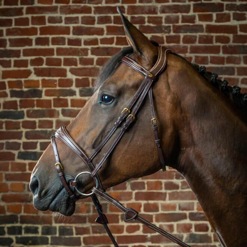 Dy'on Collection Anatomic Flash Noseband Bridle Brown On A Horse