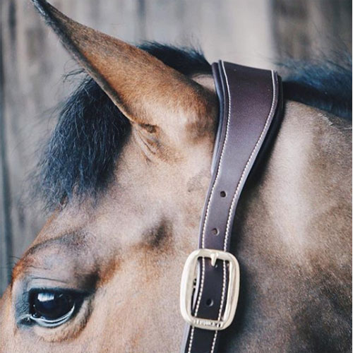 Horse Head Collars Horse Lead Ropes UK Just Equine