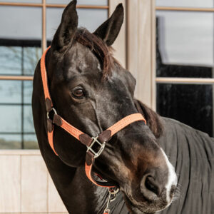 Kentucky Horsewear Plaited Head Collar Orange