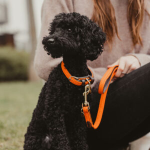 Kentucky Dogwear Plaited Dog Lead Orange