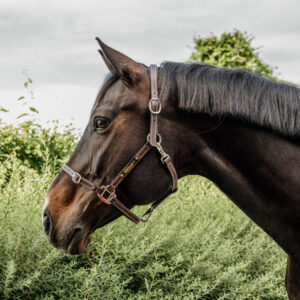 Flexible Leather Head Collar