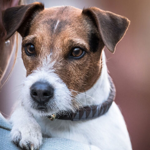 Kentucky Dogwear Collar Triangle 1
