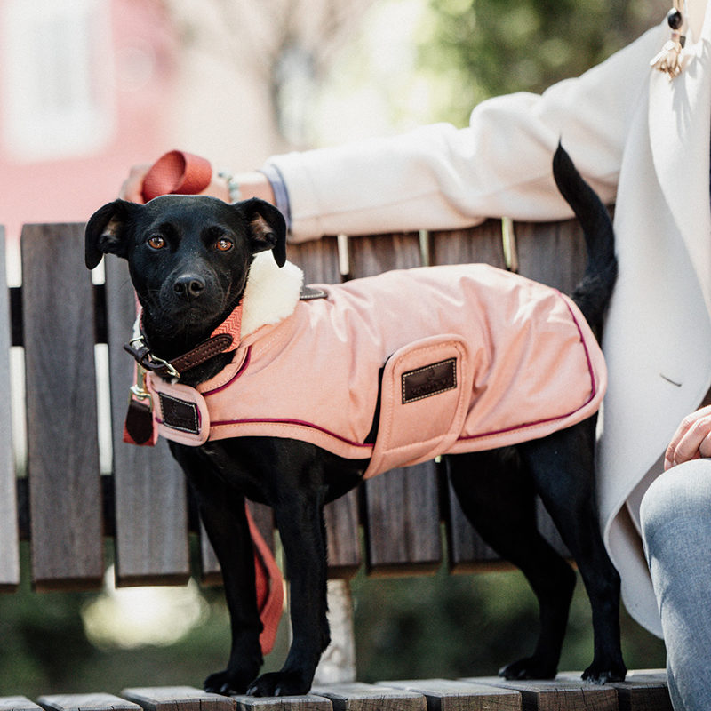 Waterproof Dog Coat Coral