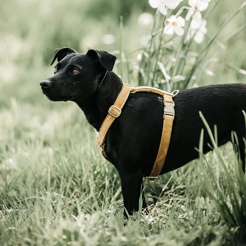 Kentucky Dogwear Dog Harness Loop Velvet Kentucky Dogwear Velvet Dog Harness Loop