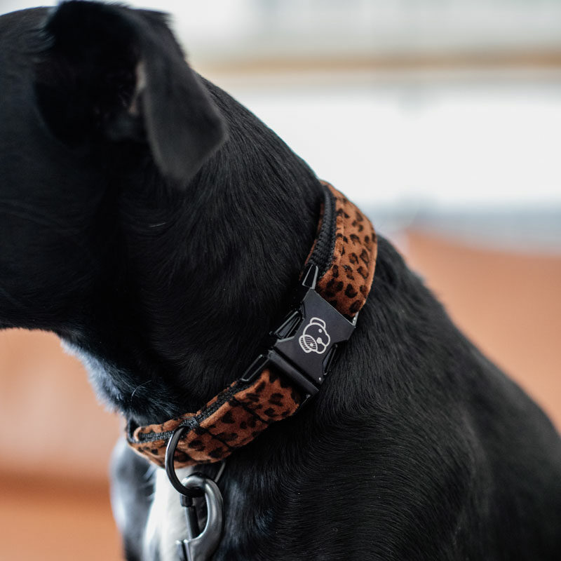 Kentucky Dogwear Leopard Print Dog Collars Choco Kentucky Dogwear Leopard Print Dog Collar