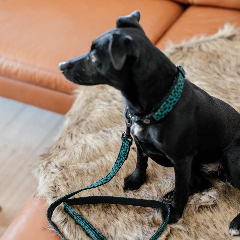 Kentucky Dogwear Leopard Print Dog Collars Pine Green 1 Kentucky Dogwear Leopard Print Dog Collar