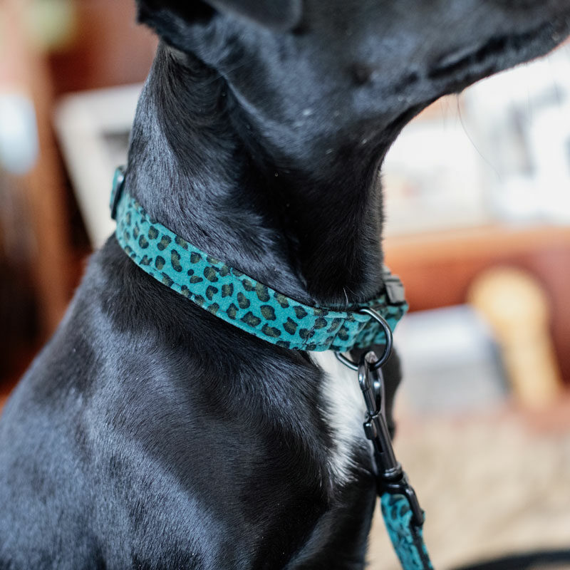 Kentucky Dogwear Leopard Print Dog Collars Pine Green Kentucky Dogwear Leopard Print Dog Collar