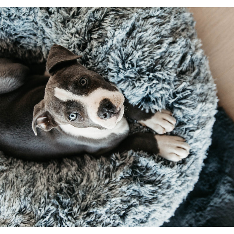 Kentucky Dogwear Dog Bed Donut2 Kentucky Dogwear Dog Bed Donut - Grey