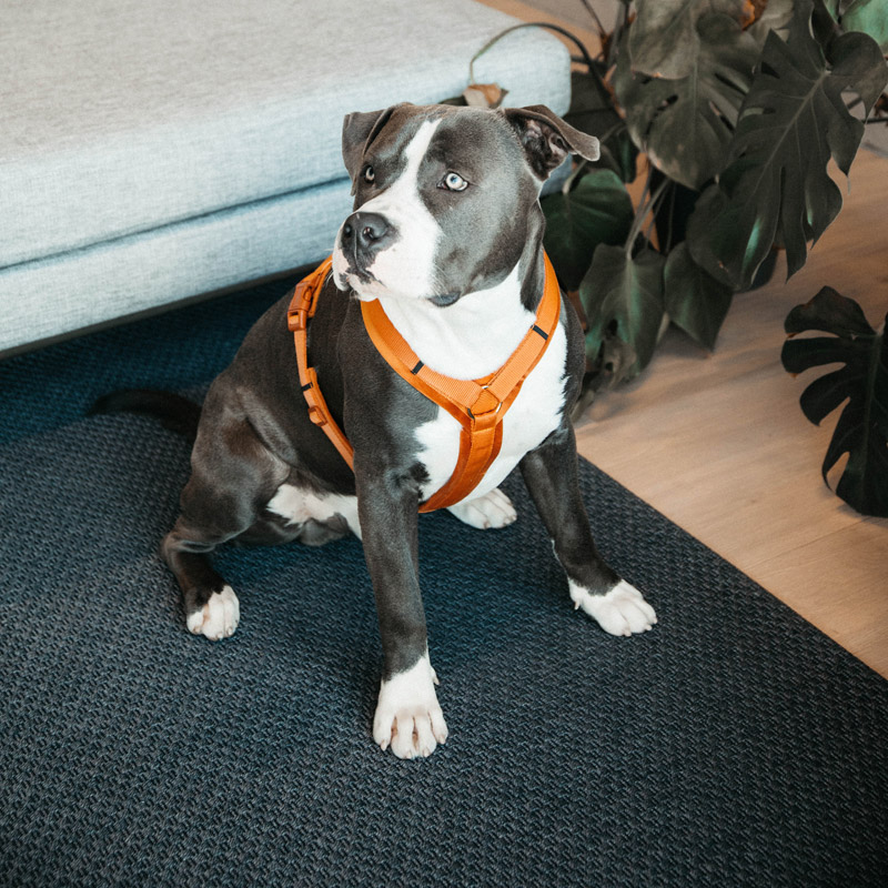 Kentucky Dogwear Active Dog Harness Velvet UK Just Equine