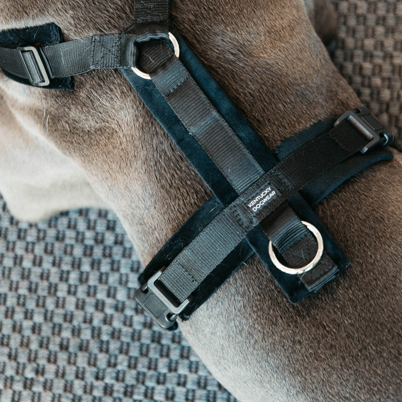 Kentucky Dogwear Active Dog Harness Velvet UK Just Equine