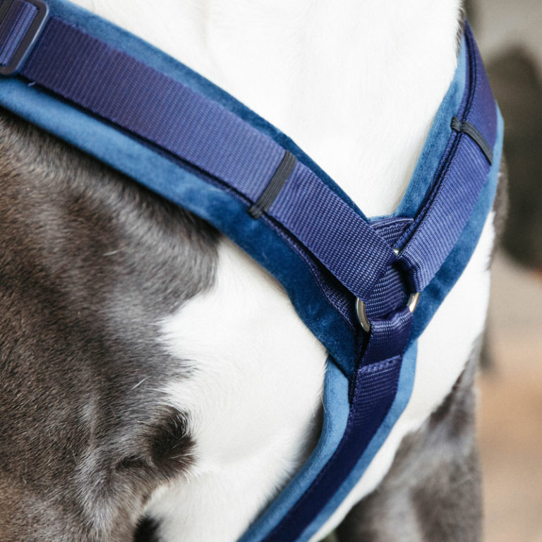 Kentucky Dogwear Active Dog Harness Velvet UK Just Equine