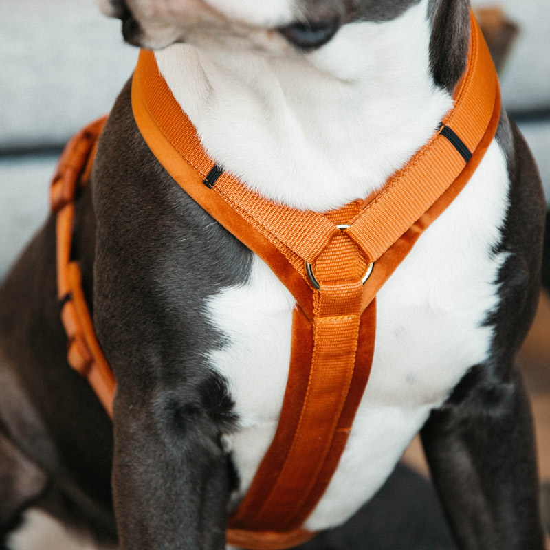 Kentucky Dogwear Active Dog Harness Velvet UK Just Equine