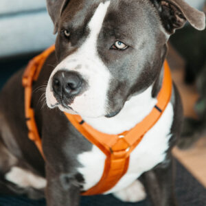 Active Dog Harness Velvet Orange