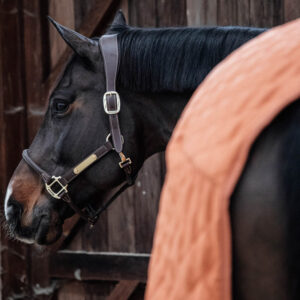 Kentucky Horsewear Show Rug - Orange 2