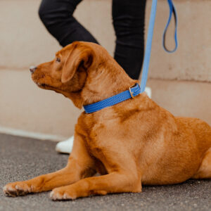 Kentucky Dogwear Plaited Dog Collar - Light Blue 2