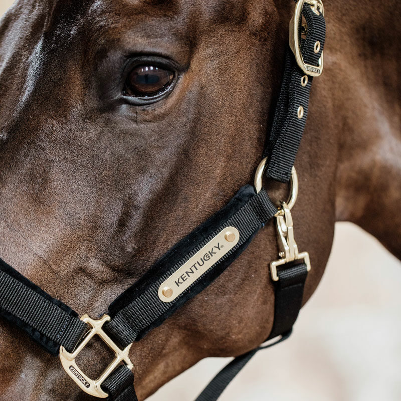 Kentucky Horsewear Velvet Head Collar Black 1 Kentucky Horsewear Velvet Head Collar