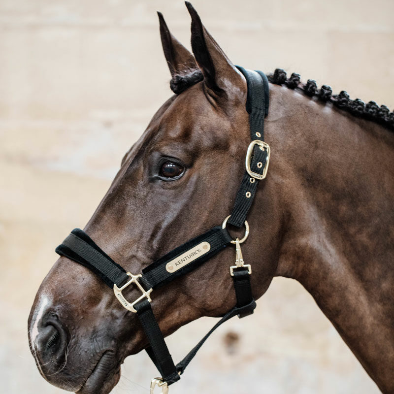 Kentucky Horsewear Velvet Head Collar Black Kentucky Horsewear Velvet Head Collar