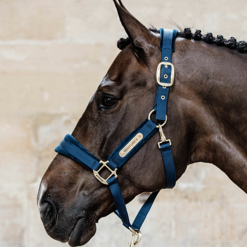 Kentucky Horsewear Velvet Head Collar Navy 1 Kentucky Horsewear Velvet Head Collar