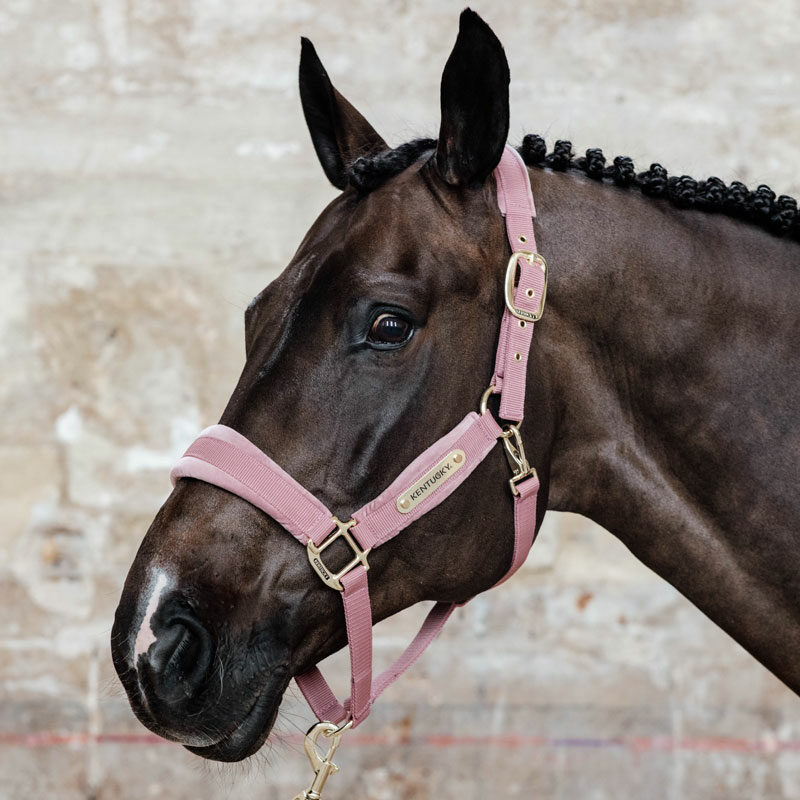 Kentucky Horsewear Velvet Head Collar Old Rose 1 Kentucky Horsewear Velvet Head Collar