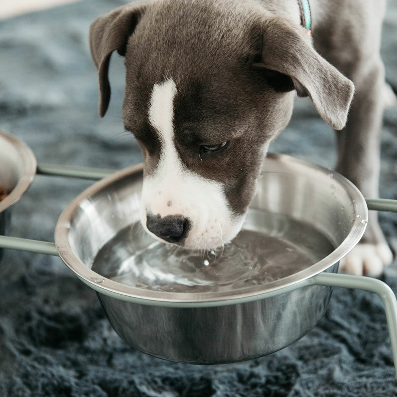 Kentucky Dogwear Dog Bowl Comfort Feeder 4 Kentucky Dogwear Dog Bowl Comfort Feeder Dusty Green