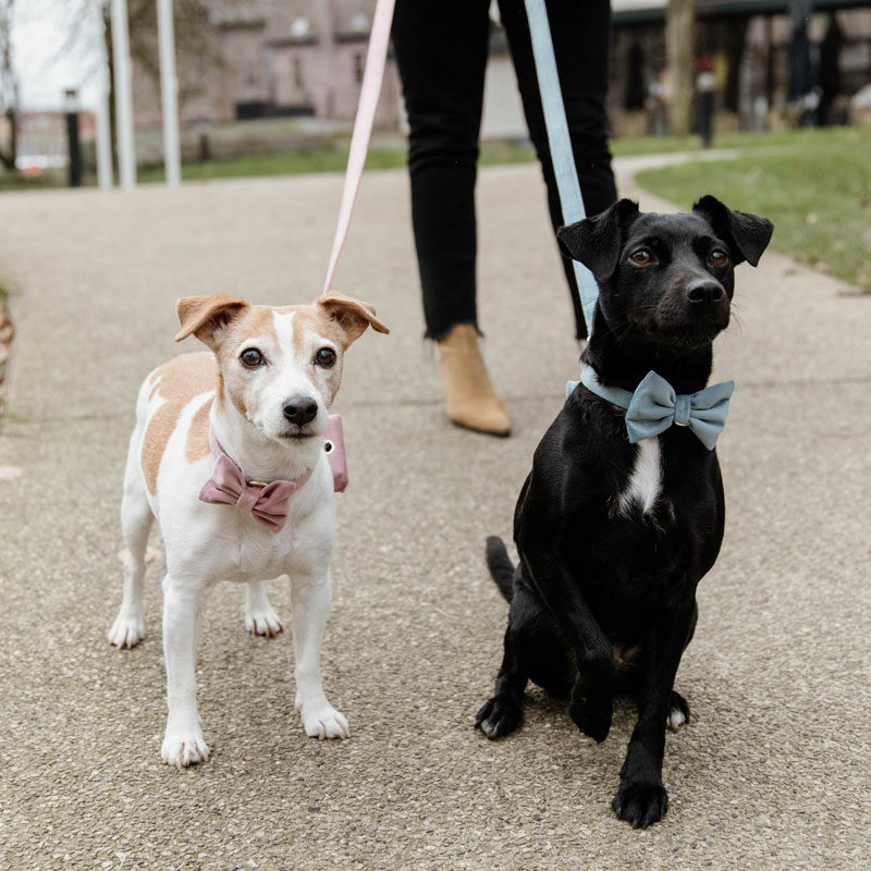 Velvet Dog Bow Tie