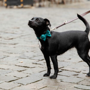 Velvet Dog Bow Tie Emerald