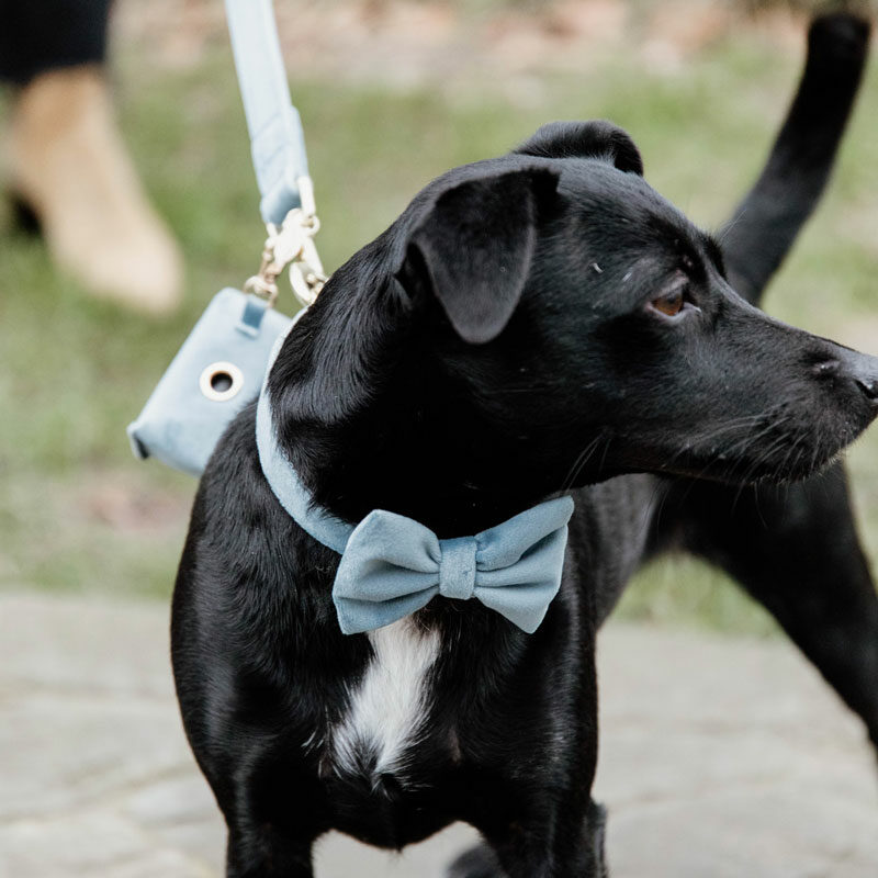 Velvet Dog Bow Tie Light Blue Kentucky Dogwear Velvet Dog Bow Tie