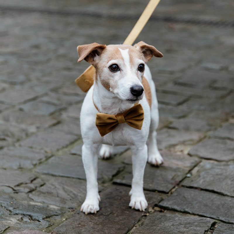 Velvet Dog Bow Tie Mustard Kentucky Dogwear Velvet Dog Bow Tie