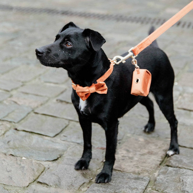 Velvet Dog Bow Tie Orange Kentucky Dogwear Velvet Dog Bow Tie