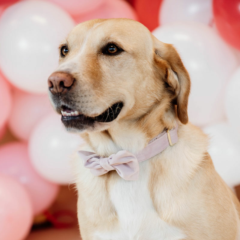 Velvet Dog Bow Tie Soft Rose Kentucky Dogwear Velvet Dog Bow Tie