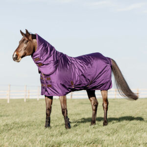 Turnout-Rug-Pro-Royal-Purple-2