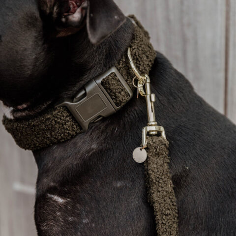 Kentucky Dog Collar Teddy Fleece - Pine Green