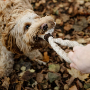 Kentucky Dogwear Dog Toy Cotton Rope 8 Loop 2