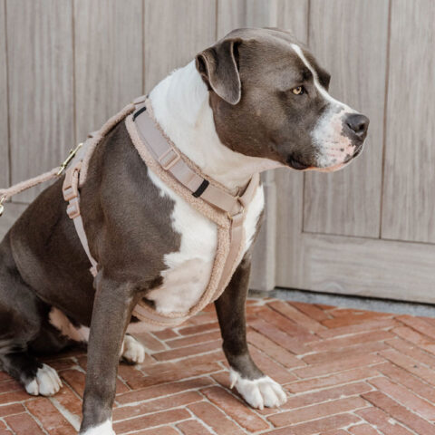 Kentucky Dogwear Active Harness Teddy Fleece