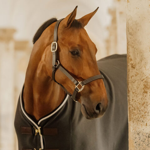 Kentucky Horsewear Leather Halter Wellington