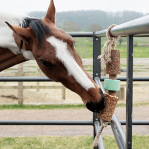 Wooden Relax Horse Toy with Salt Lick Airways