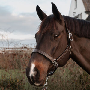 Dy'on US Halter WO09E