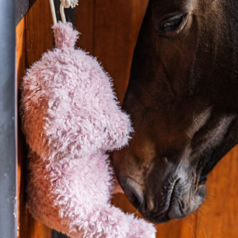 Relax Horse Toy Bear