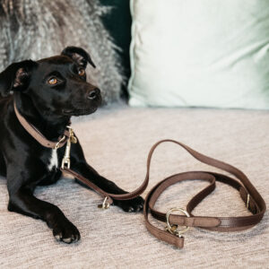 Kentucky Dogwear Dog Lead Velvet Leather