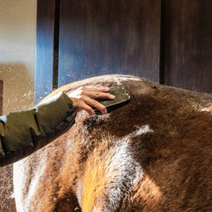 Grooming Deluxe Steel Curry Comb