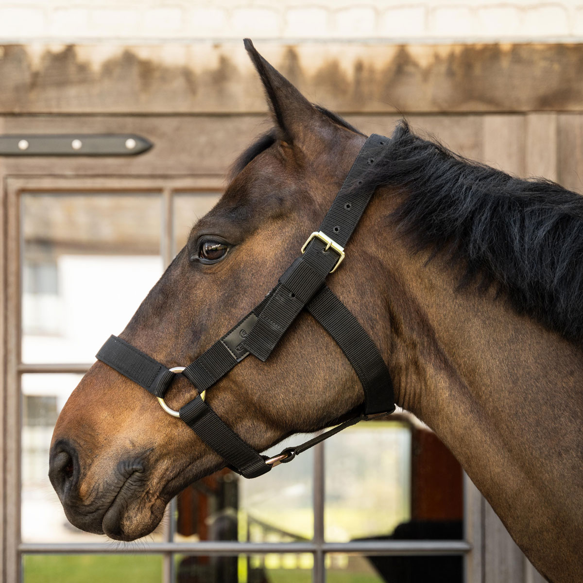 Kentucky Horsewear Heavy Duty Head Collar 2 Kentucky Horsewear Heavy Duty Head Collar - Image 2