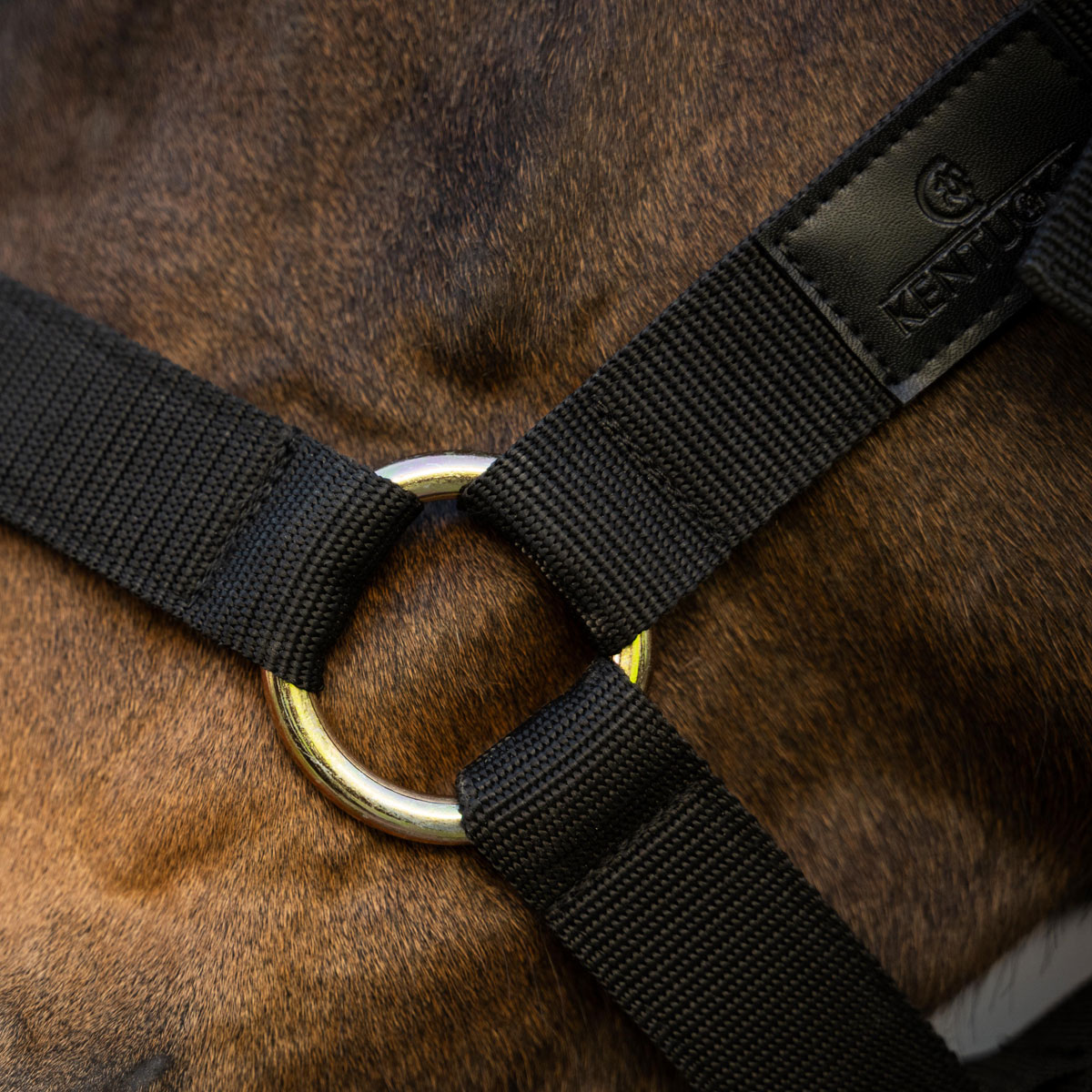 Kentucky Horsewear Heavy Duty Head Collar 4 Kentucky Horsewear Heavy Duty Head Collar - Image 4