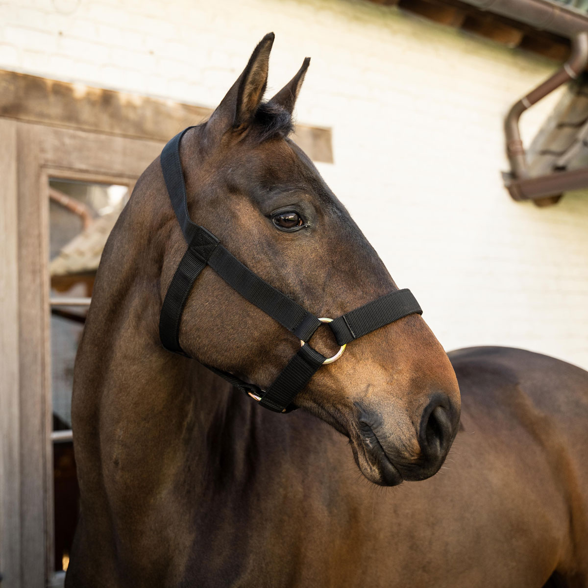 Kentucky Horsewear Heavy Duty Head Collar 1 Kentucky Horsewear Heavy Duty Head Collar Black 42690-01 On A Horse