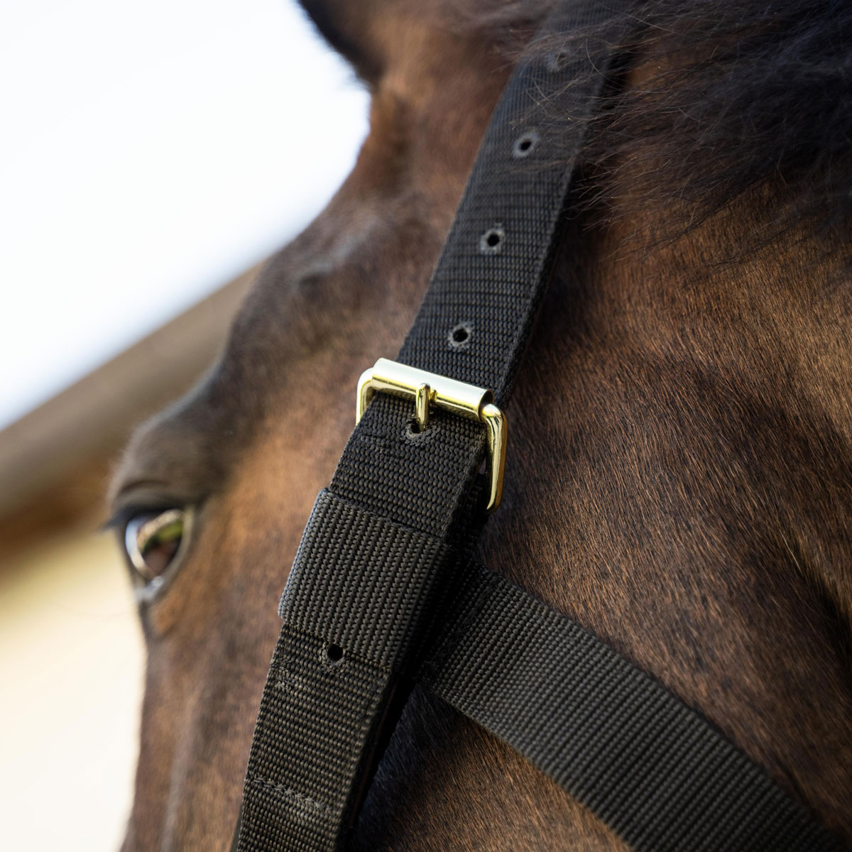 Kentucky Horsewear Heavy Duty Head Collar 3 Kentucky Horsewear Heavy Duty Head Collar - Image 3