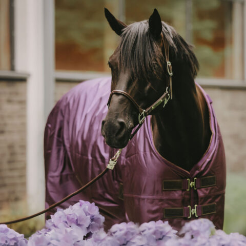 Kentucky Turnout Rug Waterproof Pro 160g - Purple - Discontinued